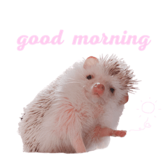 hedgehog kinachan