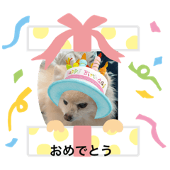 koko_20200218234429