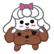 Shih Tzu and Poodle cute dog