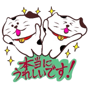 Flatter! tortoiseshell cat!4