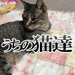 Cats at home in tokushima