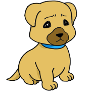 Troubled face Shiba dog.