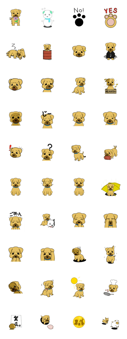 Troubled face Shiba dog.