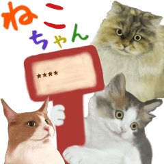 Everyday life diary of the cat