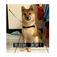 柴柴-土豆寶貝