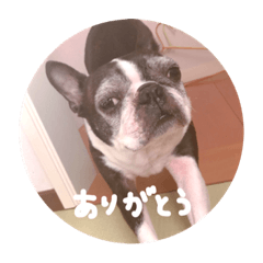 Boston terrier Ume 2