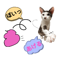 omochi_20200220015557