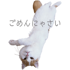 chaichan -Scottish Fold-