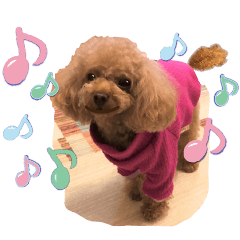 Cute dog moving toy poodle