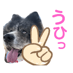 秋田犬カッツと茶羽3 Line スタンプ Line Store