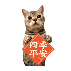 咪卡的日常