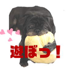 Mayurin's blackpug