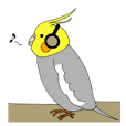 Chutaro Cockatiel