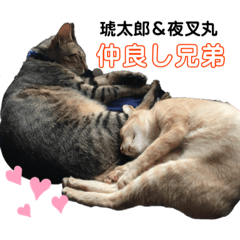 yukari_20200221055846