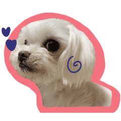 マルタのコング かわいい子犬 Line スタンプ Line Store マルタのコング かわいい子犬 Line スタンプ Line Store