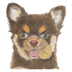 Yamato-kun of Maro eyebrow Chihuahua(En)