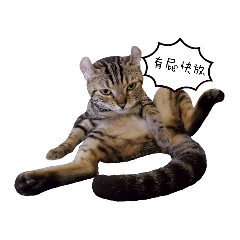 MoMo喵的日常生活