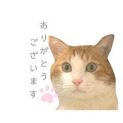 Cat called TAIYO japanese greetings