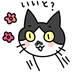 博多弁の白黒猫チョビ