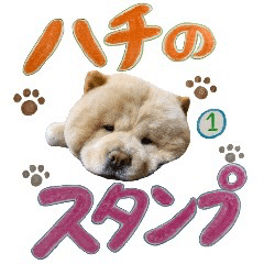 Chow Chow's Hachi