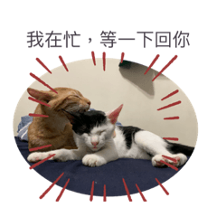 胖子橘貓一路與二哈基因二路