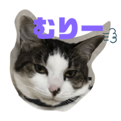 hanamama_20200222135017