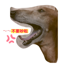 毛孩子生活