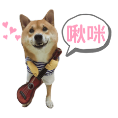 柴柴來福寶寶