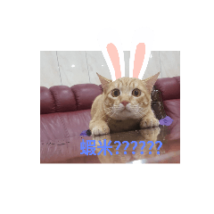 貓吉日常