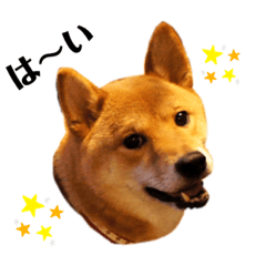 Shibainu Torakichi