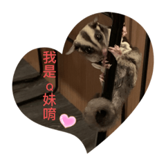 蜜袋鼯Q妹