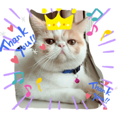 Mumaru cat