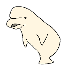 Beluga life