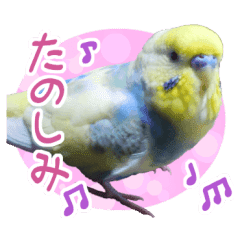 鳥 Lineクリエイターズスタンプまとめ Stamplist Part 4 鳥 Lineクリエイターズスタンプまとめ Stamplist Part 4