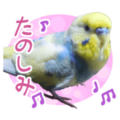 おしゃべりインコのチョコちゃん2 Lineクリエイターズスタンプ Stamplist