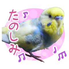 kawaii budgerigar Part2