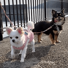 chii(black) & tsubu(white)