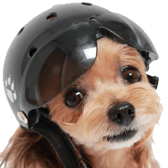 The Motorcycle dog TINA English.