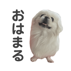 Pekinese Marine