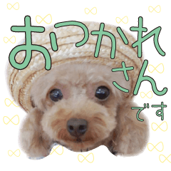 Cute Dog12.Toy Poodle Feeling 1