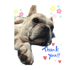 Ringo_20200223162242