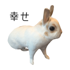 rabbit Life_