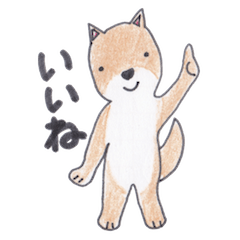 Choco-chan of the Shiba Inu