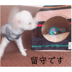 masyukun