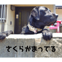 ishikawasakura
