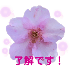 melon_20200223214954