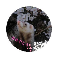 Arisa_20200223232418