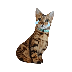 可愛くて前歯がでるわ。3