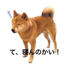 Mameshiba shonen Ken