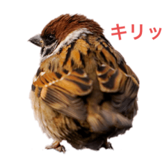 Lovely Sparrow